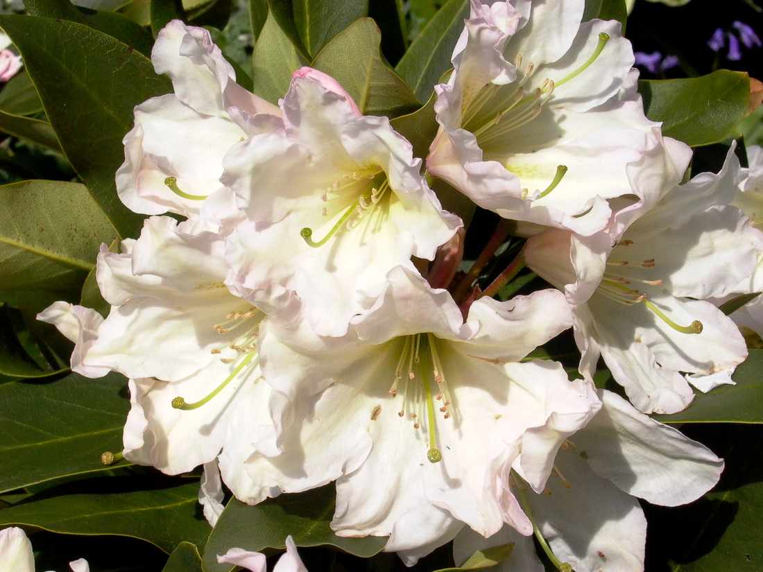 Inkarho-Rhododendron