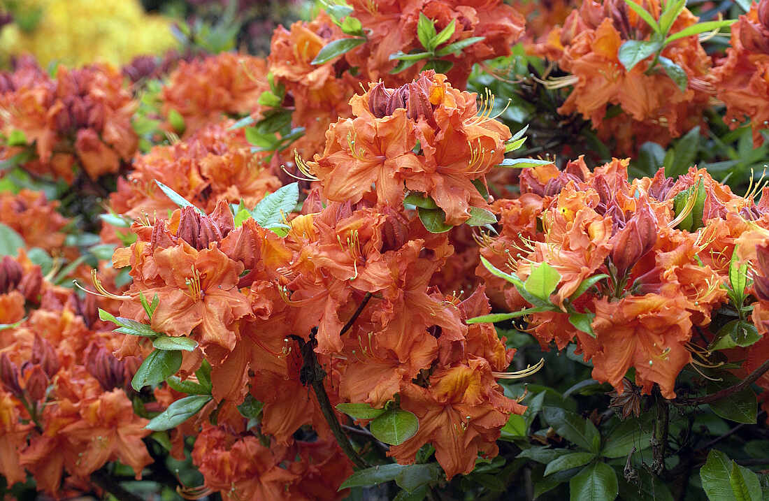 Garten der empfehlenswerten Rhododendron