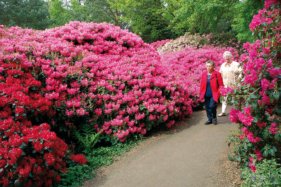 Park der Gärten: Rhododendronpark