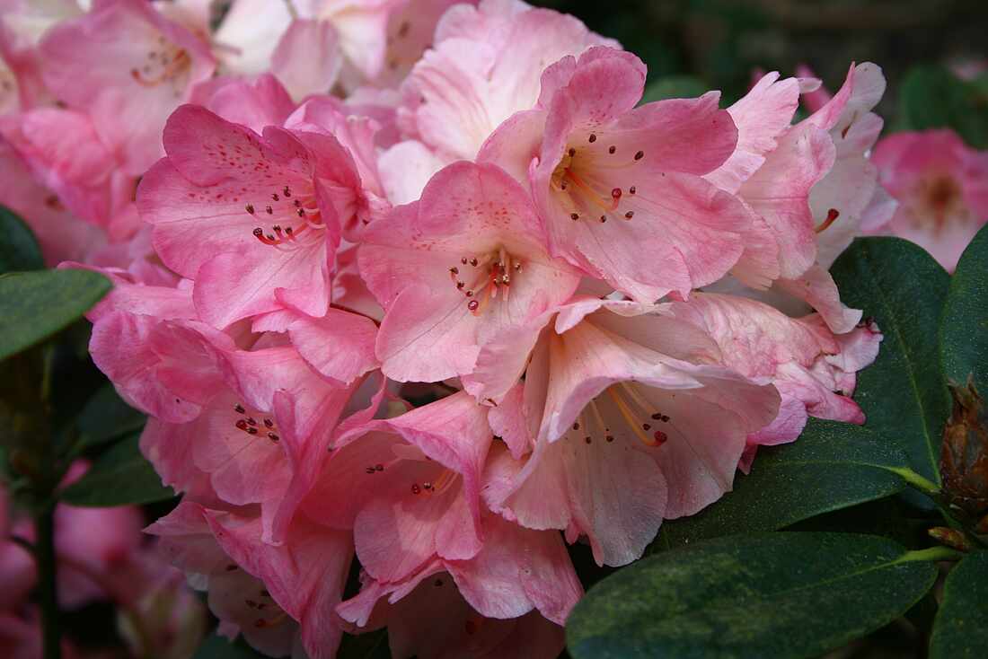 Rhododendronzüchtungen Wilhelm Bruns plus Gristeder Neuheiten